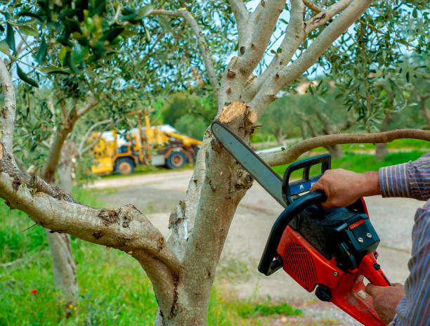 Residential Tree Removal in King George, VA